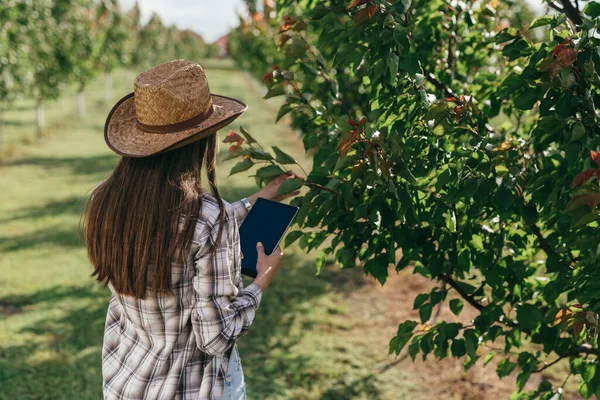 Kvinna Agronomen Undersöker Träd Fruktträdgård — Stockfoto