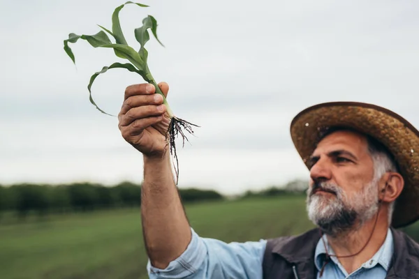 Landarbeider Die Maïswortel Onderzoekt — Stockfoto