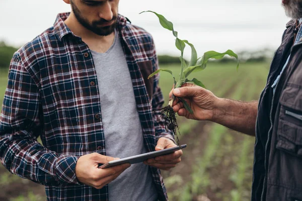 Mısır bitkisi kökünü inceleyen tarım işçilerine yakın çekim
