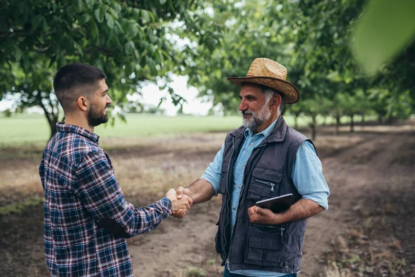 Ranchers Handdruk Walnoot Boomgaard — Stockfoto