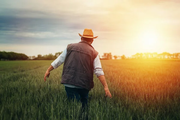 Senior Man Walking Wheat Filed — Stock fotografie