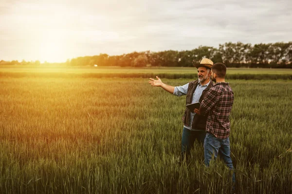 Zemědělci Mluví Pšeničných Polích — Stock fotografie