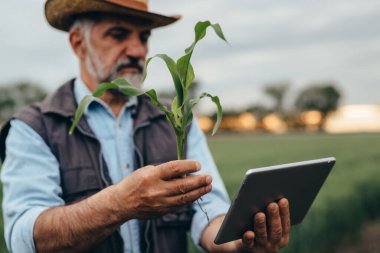 Çiftçi tarlada mısır inceler