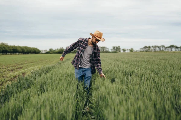 Buğday tarlasında yürüyen adam