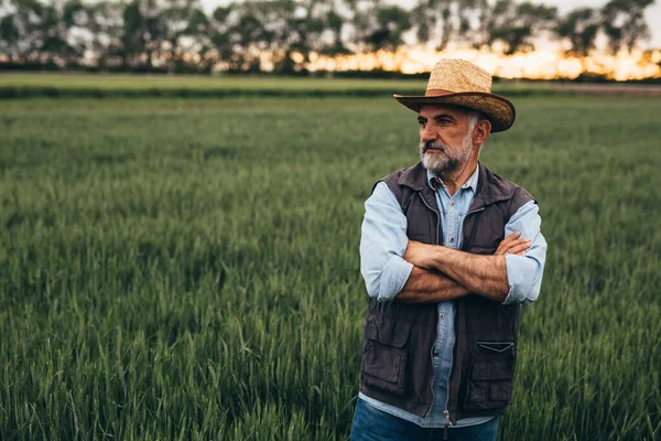 Kıdemli çiftçi buğday tarlasında duruyor