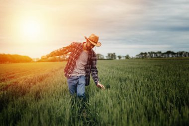 Çiftçi buğday tarlasında yürüyor