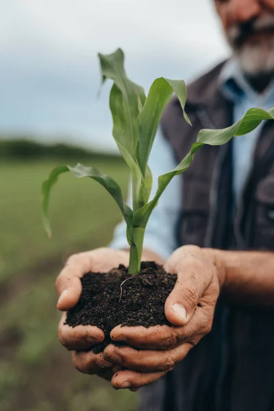 Close Senior Man Met Maïs Plant — Stockfoto