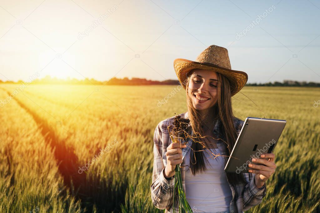 woman examining wheat plant outdoors in field