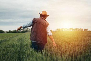 Kıdemli çiftçi buğday tarlasında yürüyor