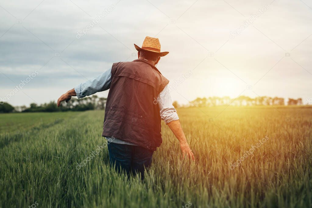 Senior farmer walking through wheat field