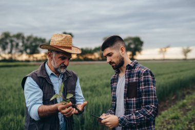 Mısır tarlasında yabani otları inceleyen tarım işçileri