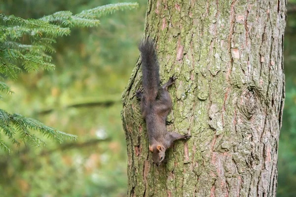 Squirrel on a tree in the forest . Ukraine. Autumn. — Stock Photo, Image