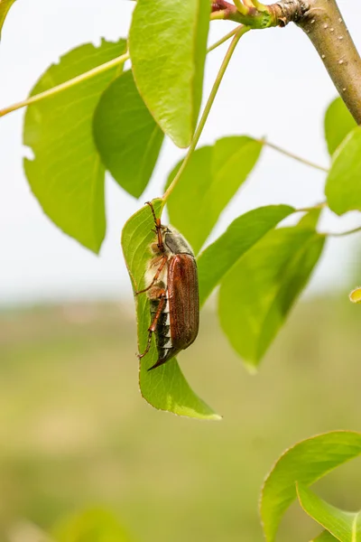 Chafer bahar yeşil dalı