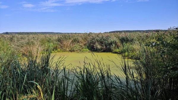 Summer Landscapes Sunny Day — Stock Photo, Image