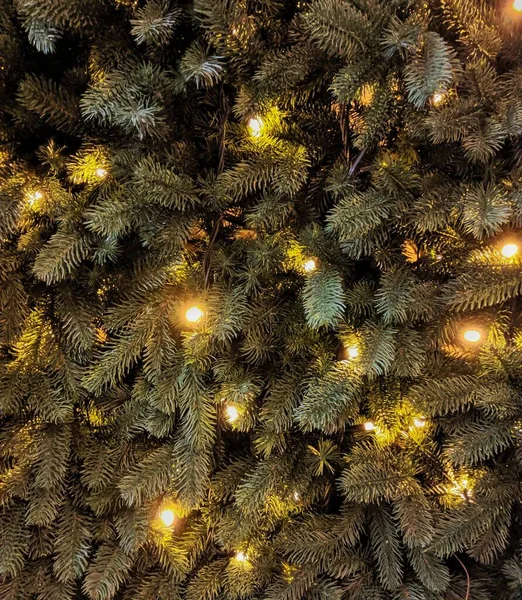 Ladin ve Noel ağacı ışıkları yakın plan