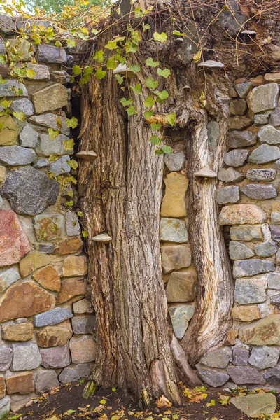 Tree Has Grown Stone Wall — Stock Photo, Image