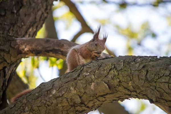 Eichhörnchen Auf Einem Baum Frisst Eine Nuss — Stockfoto