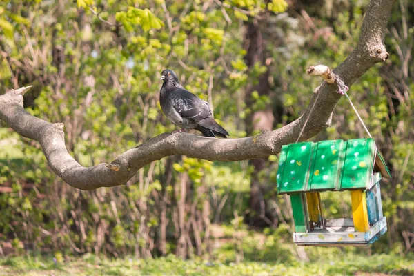 Paloma Una Rama Comedero Aves — Foto de Stock