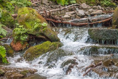 Yazın Karpatlar 'da dağ manzarası, Ukrayna