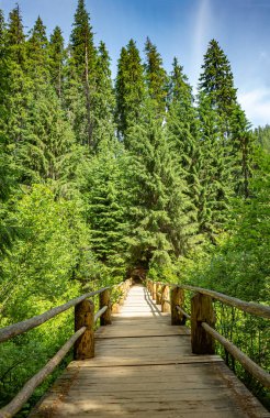 Yazın Karpatlar 'da dağ manzarası, Ukrayna