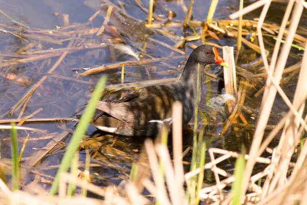 Oiseau sur un étang — Photo