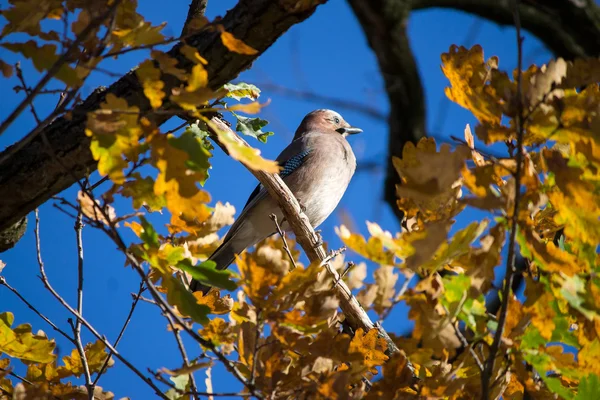 Pássaro em uma árvore — Fotografia de Stock