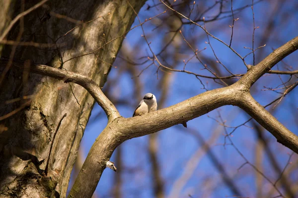 Vogel op een boom — Stockfoto