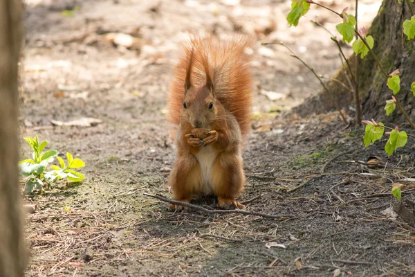 Rothörnchen — Stockfoto