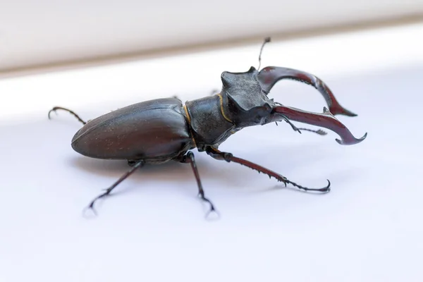 stag beetle