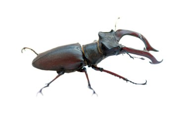 stag beetle