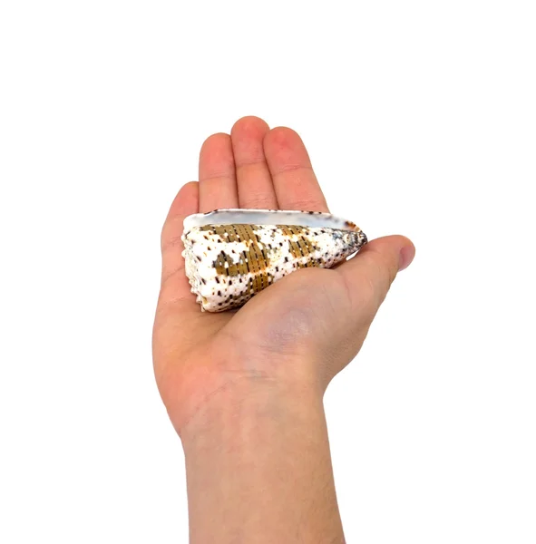 Seashell çocuk Palm'da