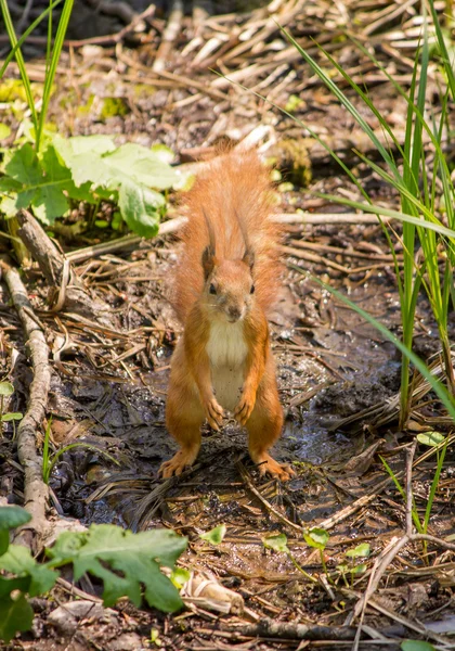 Squirrel in the forest — Stock Photo, Image