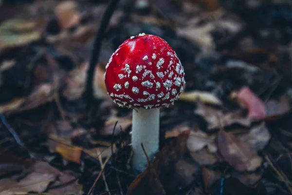 Şapka mantarı Amanita muscaria, yakın plan. Beyaz noktalı güzel kırmızı mantar