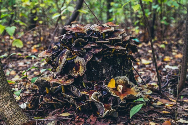 Grande Toco Uma Árvore Qual Muitos Cogumelos Crescem Cogumelo Madeira — Fotografia de Stock