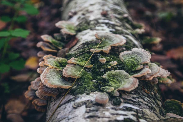 Part Birch Tree Lies Ground Mushrooms Grow Close Dark Toning — Stock Photo, Image