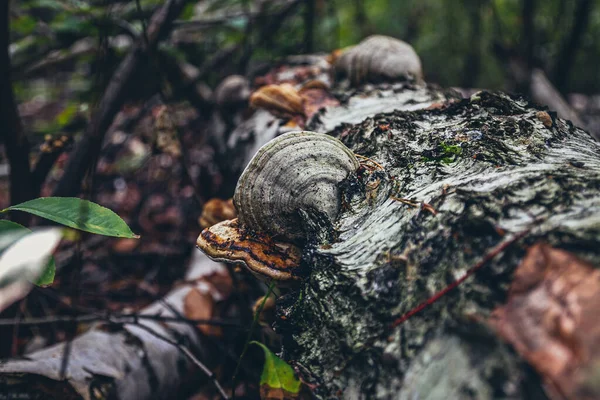 Champignon Dans Forêt Poussait Sur Arbre Champignon Forêt Automne Champignon — Photo