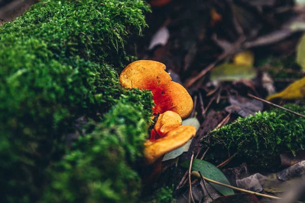 View Two Beautiful Orange Mushrooms Grow Tree Moss — Stock Photo, Image