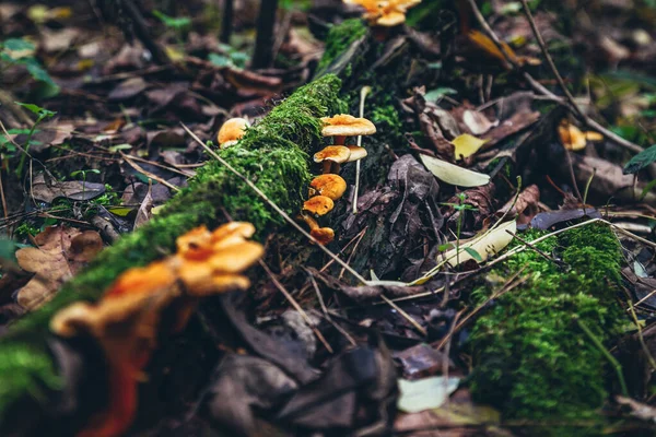 Belos Cogumelos Alaranjados Crescem Longo Árvore Com Musgo Foto Coloração — Fotografia de Stock