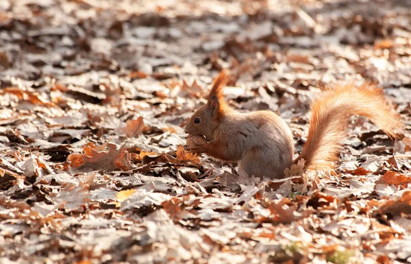 Écureuil Roux Ronge Une Noix Tient Avec Ses Pattes — Photo