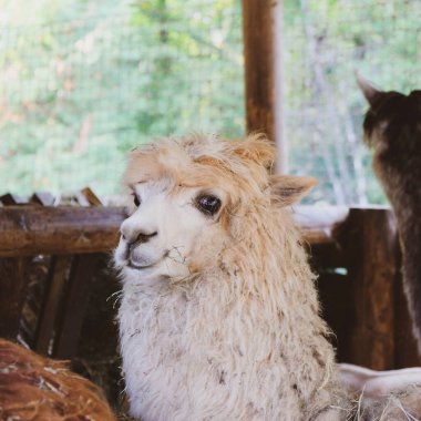 Çiftlikteki sevimli ve komik alpaka, yakın çekim. Çiftlik hayvanları. Kırsal yaşam.