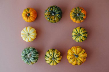 Açık kahverengi arka planda renkli balkabakları, üst manzara, düz yatış. Arka planda kal. Uzayı kopyala Cadılar Bayramı ya da Şükran Günü.