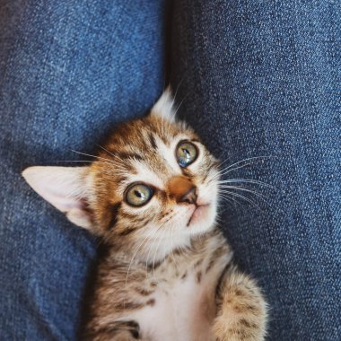 Sevimli küçük tekir kedicik dizlerinin üstünde yatıyor. Yaklaş. Bir aylık kedi..