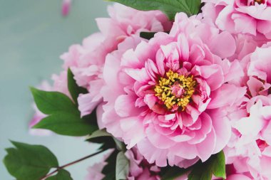 Çiçek açmış güzel pembe şakayık çiçekleri..