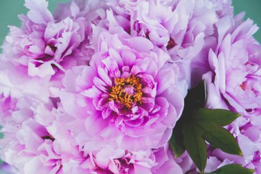 Çiçek açmış güzel pembe şakayık çiçekleri..