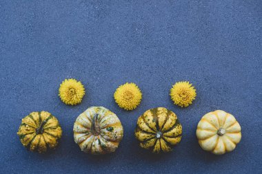 Mavi gri beton arka planda farklı renklerde renkli mini balkabakları.