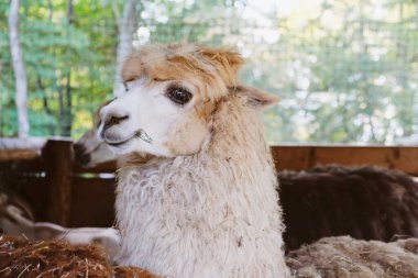 Çiftlikteki sevimli ve komik alpaka, yakın çekim. Çiftlik hayvanları. Kırsal yaşam.