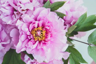 Güzel pembe şakayık çiçekleri çiçek açmış, yakın çekim..