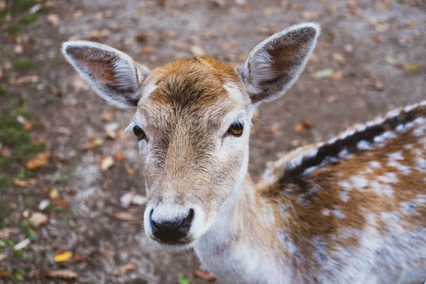 Olho da corça foto de stock. Imagem de fauna, animal - 12863518