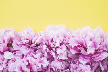 Güzel pembe şakayık çiçekleri yukarıdan son moda sarı arka planda çiçek açıyor. Metin için alanı kopyala.