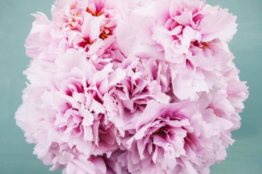 Nane yeşili arka planda çiçek açmış güzel pembe şakayık çiçekleri, yakın plan. Bir avuç çiçek açan şakayık..